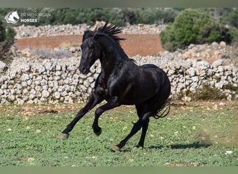 Minorchino, Stallone, 4 Anni, 155 cm, Morello