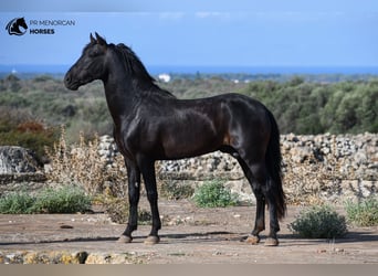 Minorchino, Stallone, 4 Anni, 155 cm, Morello