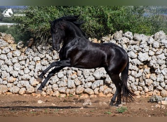 Minorchino, Stallone, 4 Anni, 155 cm, Morello