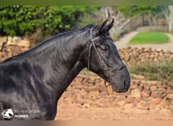 Minorchino, Stallone, 4 Anni, 161 cm, Morello