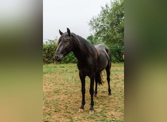 Minorchino, Stallone, 4 Anni, 162 cm, Morello