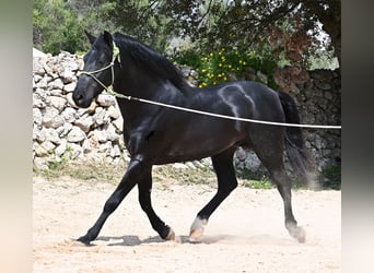Minorchino, Stallone, 5 Anni, 160 cm, Morello