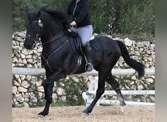 Minorchino, Stallone, 5 Anni, 160 cm, Morello