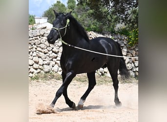 Minorchino, Stallone, 5 Anni, 160 cm, Morello