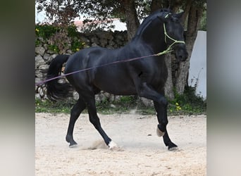 Minorchino, Stallone, 5 Anni, 160 cm, Morello