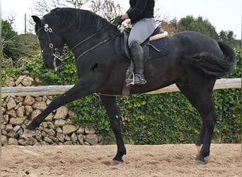 Minorchino, Stallone, 5 Anni, 160 cm, Morello