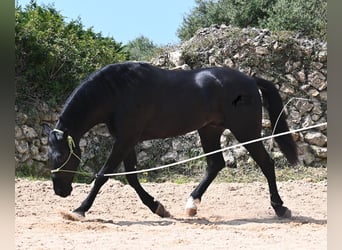 Minorchino, Stallone, 5 Anni, 160 cm, Morello