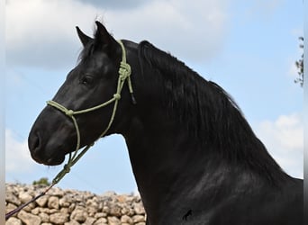 Minorchino, Stallone, 5 Anni, 160 cm, Morello