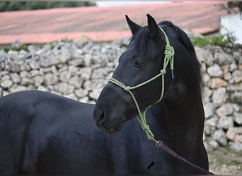 Minorchino, Stallone, 5 Anni, 160 cm, Morello