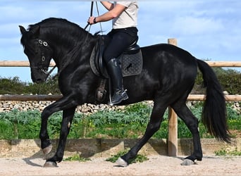 Minorchino, Stallone, 5 Anni, 162 cm