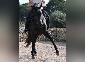 Minorchino, Stallone, 5 Anni, 162 cm