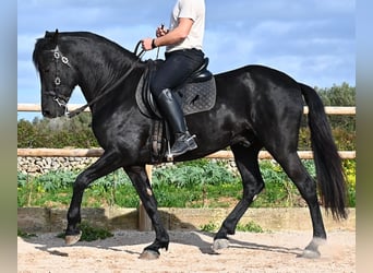 Minorchino, Stallone, 5 Anni, 162 cm