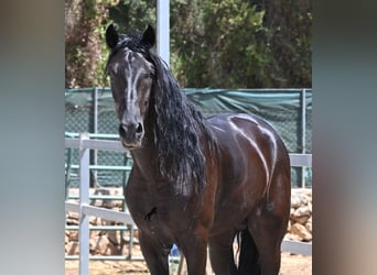 Minorchino, Stallone, 5 Anni, 169 cm, Morello