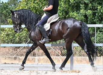 Minorchino, Stallone, 5 Anni, 169 cm, Morello