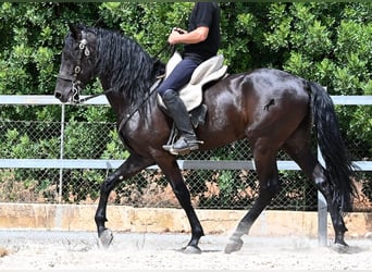 Minorchino, Stallone, 5 Anni, 169 cm, Morello