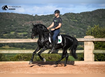 Minorchino, Stallone, 6 Anni, 155 cm, Morello
