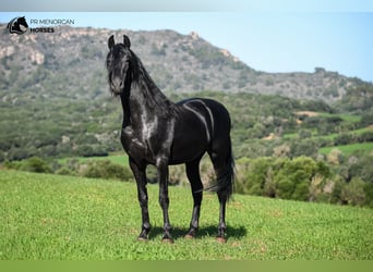 Minorchino, Stallone, 6 Anni, 155 cm, Morello