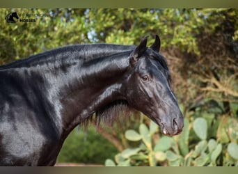 Minorchino, Stallone, 6 Anni, 155 cm, Morello