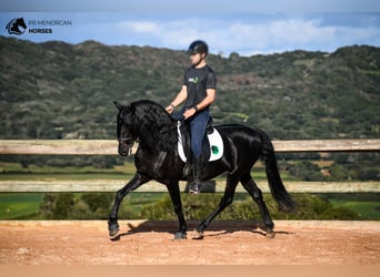 Minorchino, Stallone, 6 Anni, 155 cm, Morello