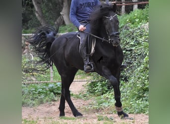 Minorchino, Stallone, 6 Anni, 159 cm, Morello