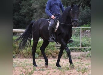 Minorchino, Stallone, 6 Anni, 159 cm, Morello