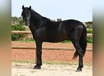 Minorchino, Stallone, 6 Anni, 164 cm, Morello