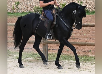 Minorchino, Stallone, 6 Anni, 164 cm, Morello