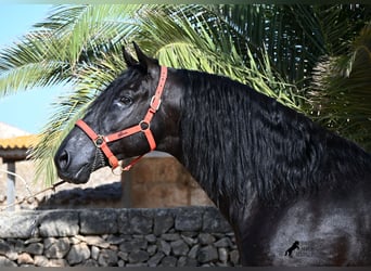 Minorchino, Stallone, 6 Anni, 164 cm, Morello