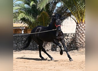Minorchino, Stallone, 6 Anni, 164 cm, Morello