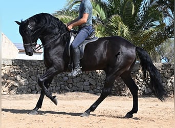Minorchino, Stallone, 6 Anni, 164 cm, Morello