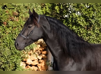 Minorchino, Stallone, 7 Anni, 158 cm, Morello