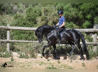Minorchino, Stallone, 7 Anni, 160 cm, Morello