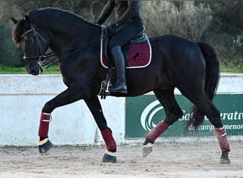 Minorchino, Stallone, 9 Anni, 174 cm, Morello