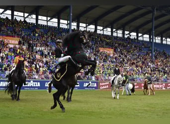 Minorchino, Stallone, 14 Anni, 164 cm, Morello