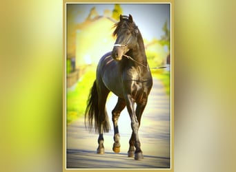 Minorchino, Stallone, 14 Anni, 164 cm, Morello