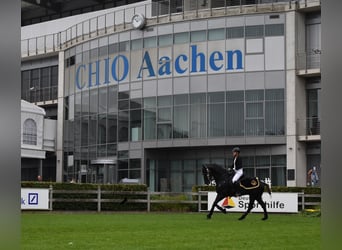 Minorchino, Stallone, 14 Anni, 164 cm, Morello