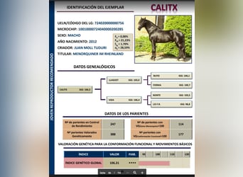 Minorchino, Stallone, 14 Anni, 164 cm, Morello