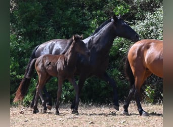 Minorchino, Stallone, Puledri (04/2026), 160 cm