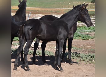 Minorchino, Stallone, Puledri
 (02/2023), 160 cm, Morello