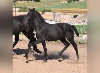 Minorchino, Stallone, Puledri
 (02/2023), 160 cm, Morello