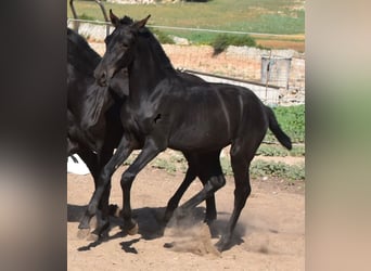 Minorchino, Stallone, Puledri
 (02/2023), 160 cm, Morello