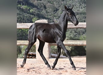 Minorchino, Stallone, Puledri (02/2025), 160 cm, Morello