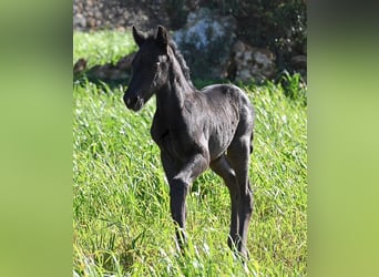 Minorchino, Stallone, Puledri (01/2026), 165 cm, Morello