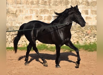 Minorquin, Étalon, 12 Ans, 157 cm, Noir