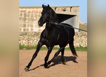 Minorquin, Étalon, 12 Ans, 157 cm, Noir