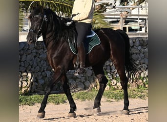 Minorquin, Étalon, 12 Ans, 166 cm, Noir