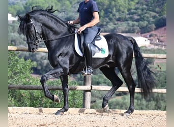 Minorquin, Étalon, 15 Ans, 155 cm, Noir