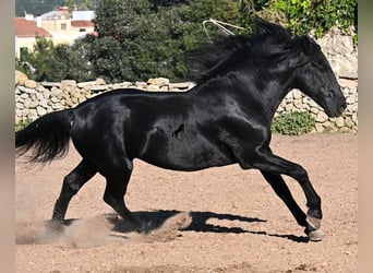 Minorquin, Étalon, 15 Ans, 160 cm, Noir