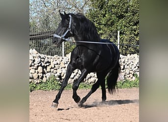 Minorquin, Étalon, 15 Ans, 160 cm, Noir