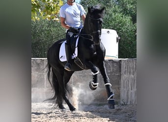 Minorquin, Étalon, 17 Ans, 167 cm, Noir